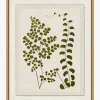 Botanical Pressings III|Art Headquarters, LLC DBA Wendover Art Group DBA Kevin O'Brien Studio New