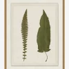 Botanical Pressings VII|Art Headquarters, LLC DBA Wendover Art Group DBA Kevin O'Brien Studio Online