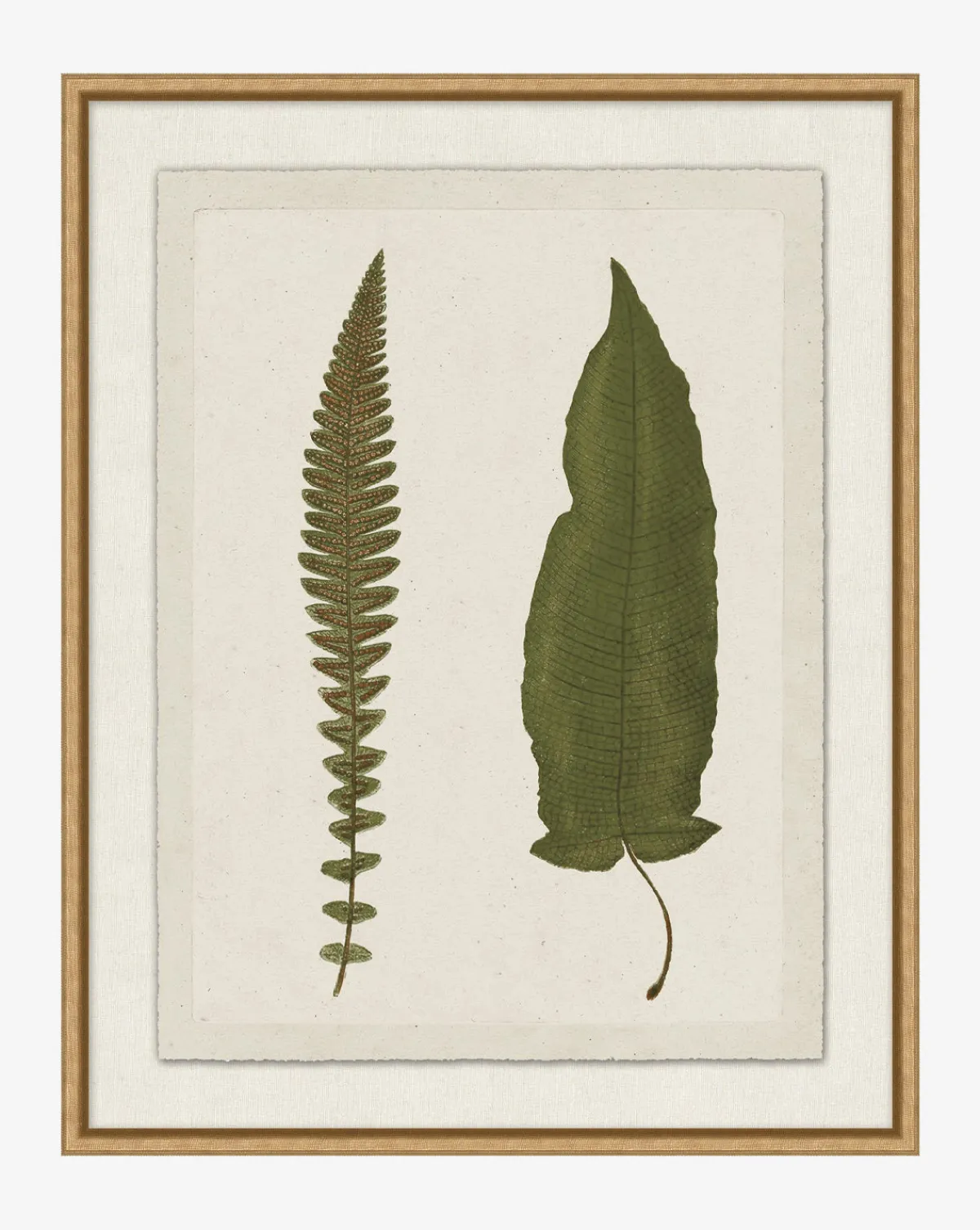 Botanical Pressings VII|Art Headquarters, LLC DBA Wendover Art Group DBA Kevin O'Brien Studio Online