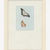 Butterflies Study II|Art Headquarters, LLC DBA Wendover Art Group DBA Kevin O'Brien Studio New