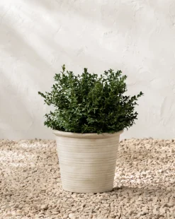 Canton Ceramic Planter|Makerspalm