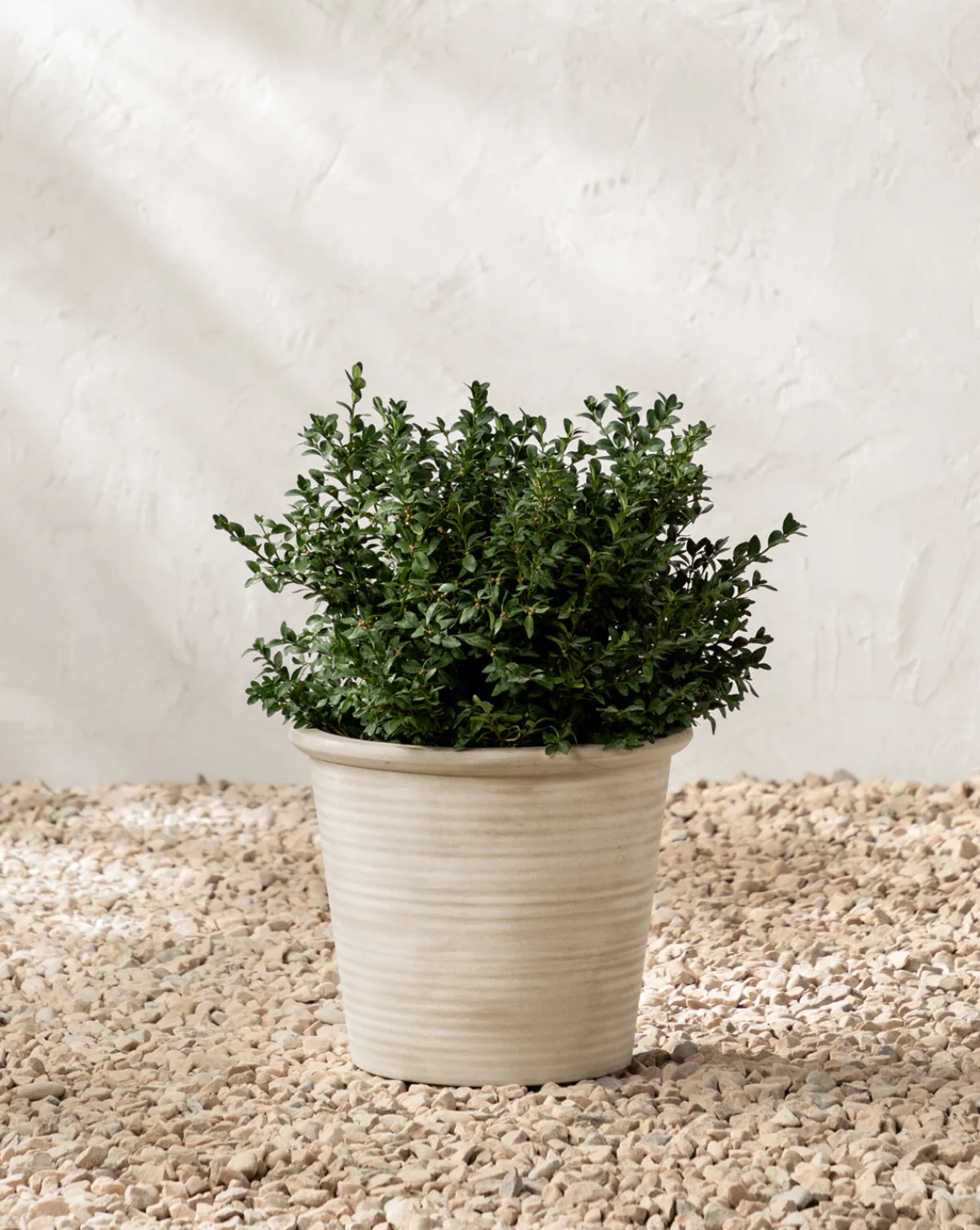 Canton Ceramic Planter|Makerspalm