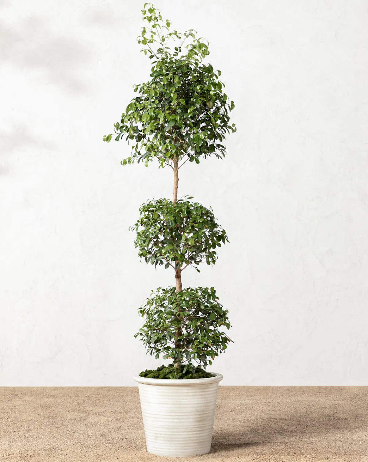 Canton Ceramic Planter|Makerspalm