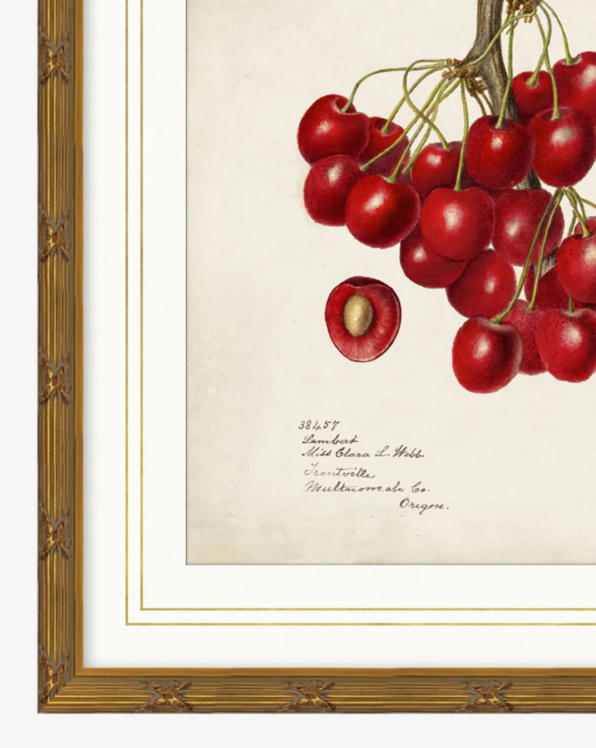 Cherry Study|Art Headquarters, LLC DBA Wendover Art Group DBA Kevin O'Brien Studio New