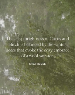 Citrus & Birch Candle|Linnea's Lights Outlet