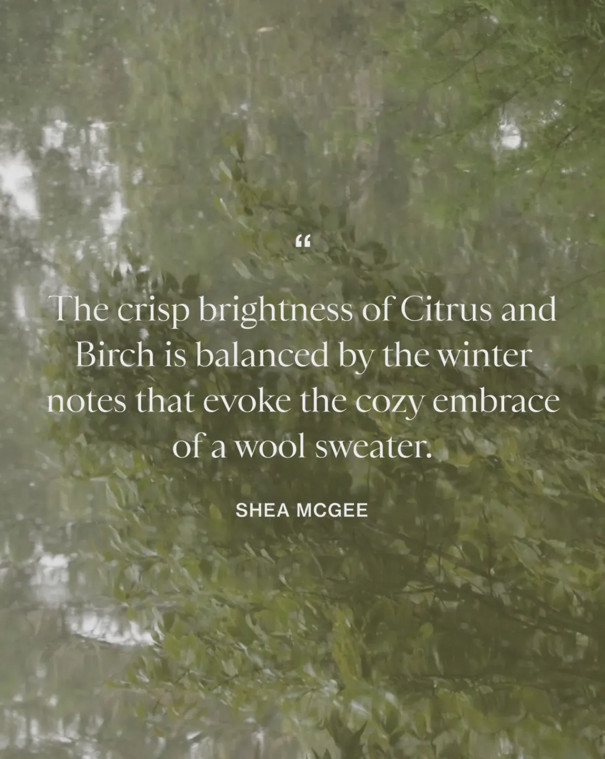 Citrus & Birch Candle|Linnea's Lights Outlet