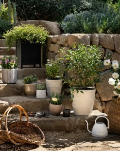 Clariance Planter|Nawab Regency Discount