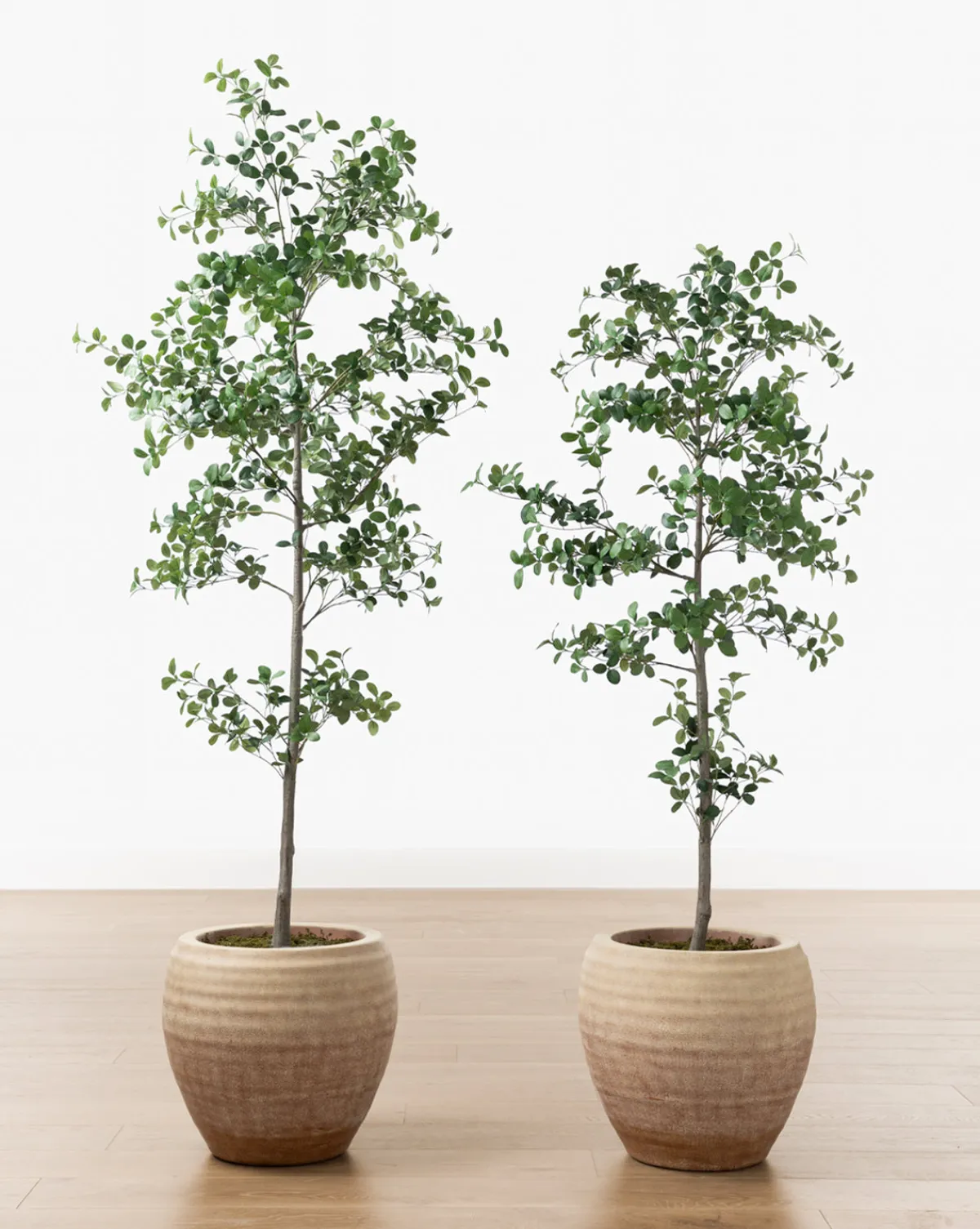 Faux Cascalote Tree|UCP INTERNATIONAL COMPANY LIMITED