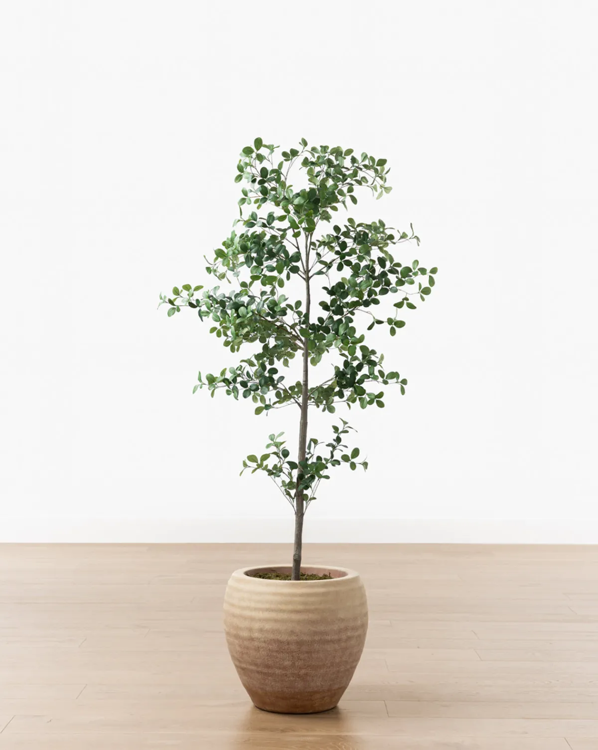 Faux Cascalote Tree|UCP INTERNATIONAL COMPANY LIMITED