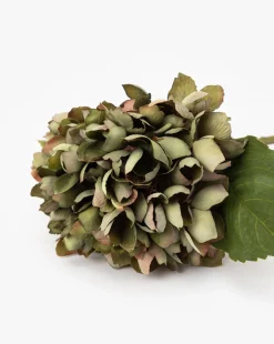 Green Hydrangea Stem|Abigail Ahern Ltd Sale