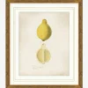 Lemon Study|Art Headquarters, LLC DBA Wendover Art Group DBA Kevin O'Brien Studio Outlet