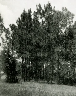 Muted Florida Pines by Carol Haymon|Four Hands Clearance