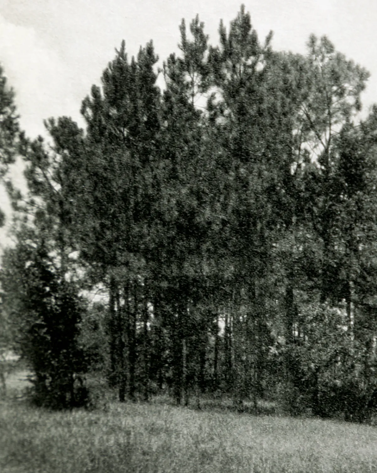 Muted Florida Pines by Carol Haymon|Four Hands Clearance