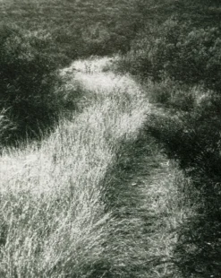 Muted Path Green by Carol Haymon|Four Hands Best