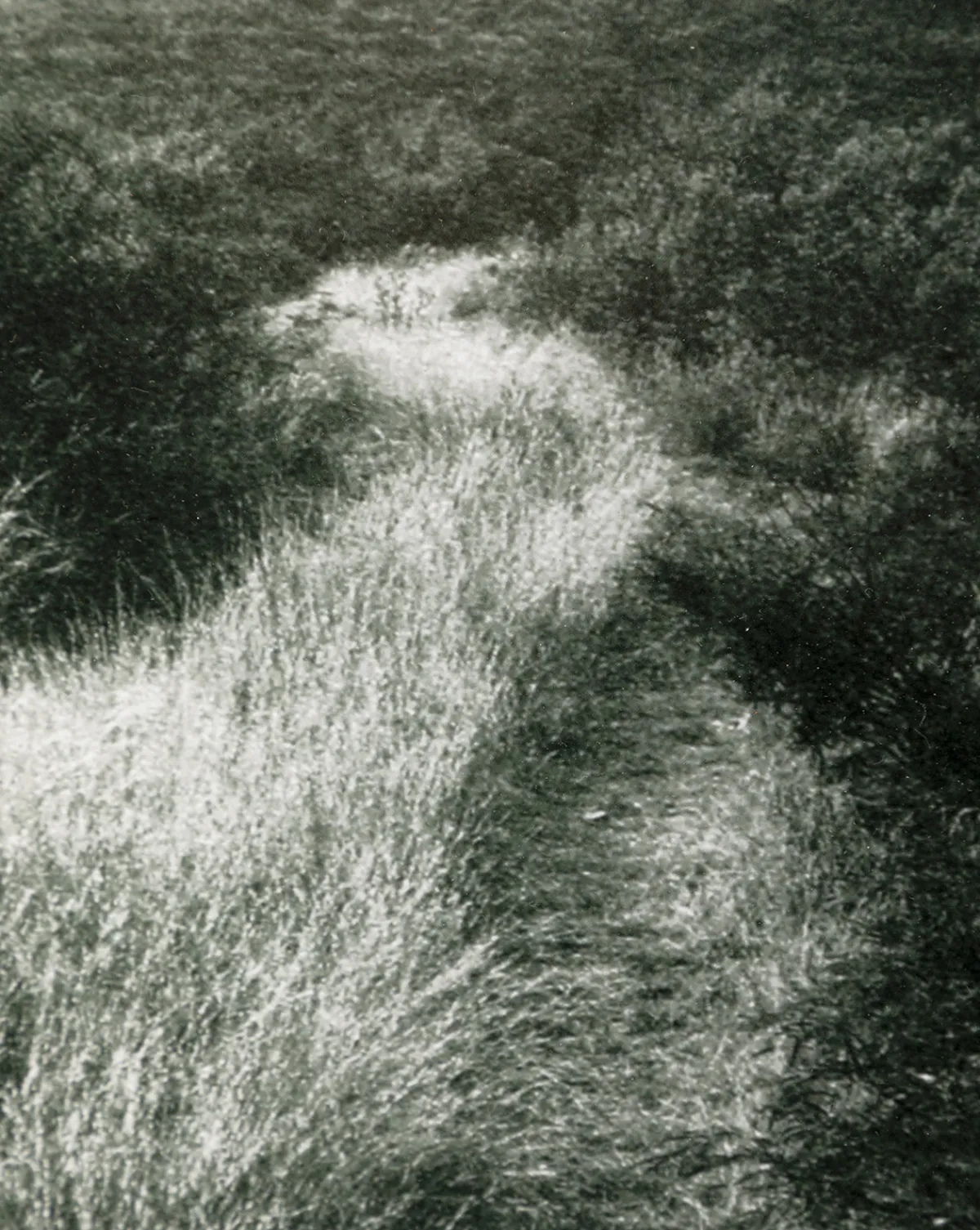 Muted Path Green by Carol Haymon|Four Hands Best