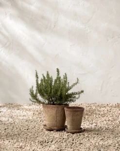 Oksana Distressed Cement Planter|Creative Co-op Hot