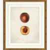 Peach Study|Art Headquarters, LLC DBA Wendover Art Group DBA Kevin O'Brien Studio