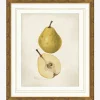 Pear Study|Art Headquarters, LLC DBA Wendover Art Group DBA Kevin O'Brien Studio Sale