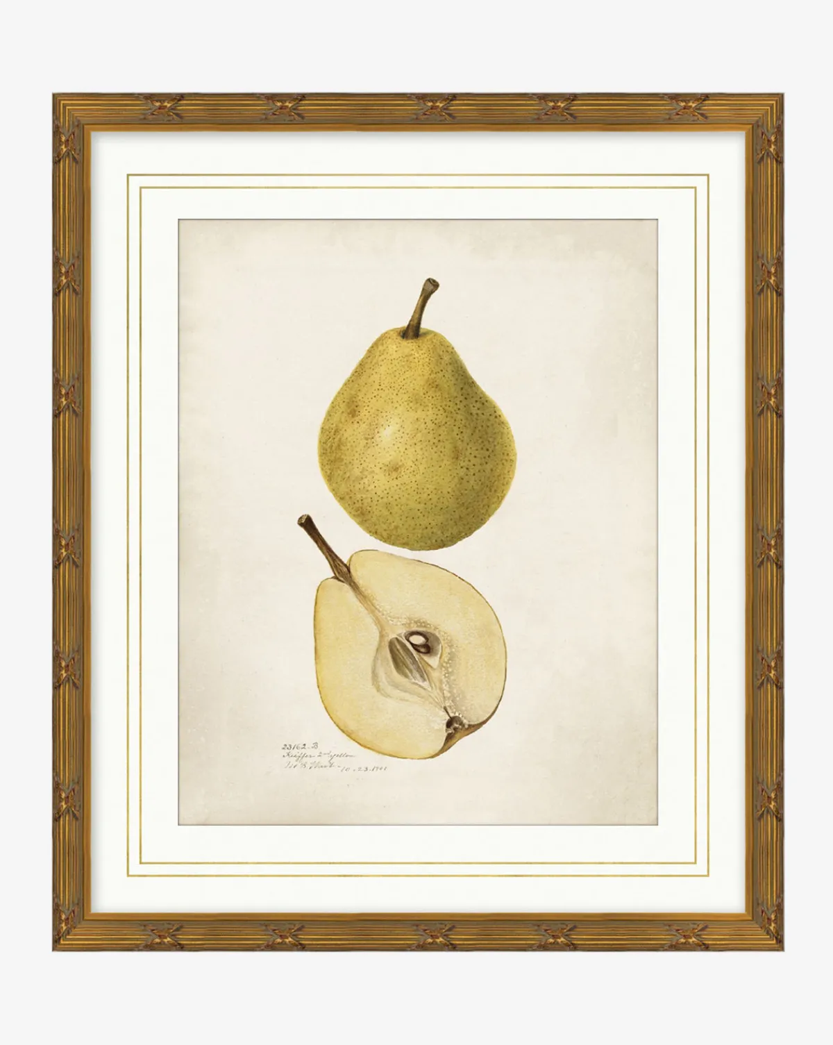 Pear Study|Art Headquarters, LLC DBA Wendover Art Group DBA Kevin O'Brien Studio Sale