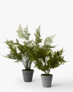 Plumosa Fern Drop-In|Napa Home & Garden Clearance