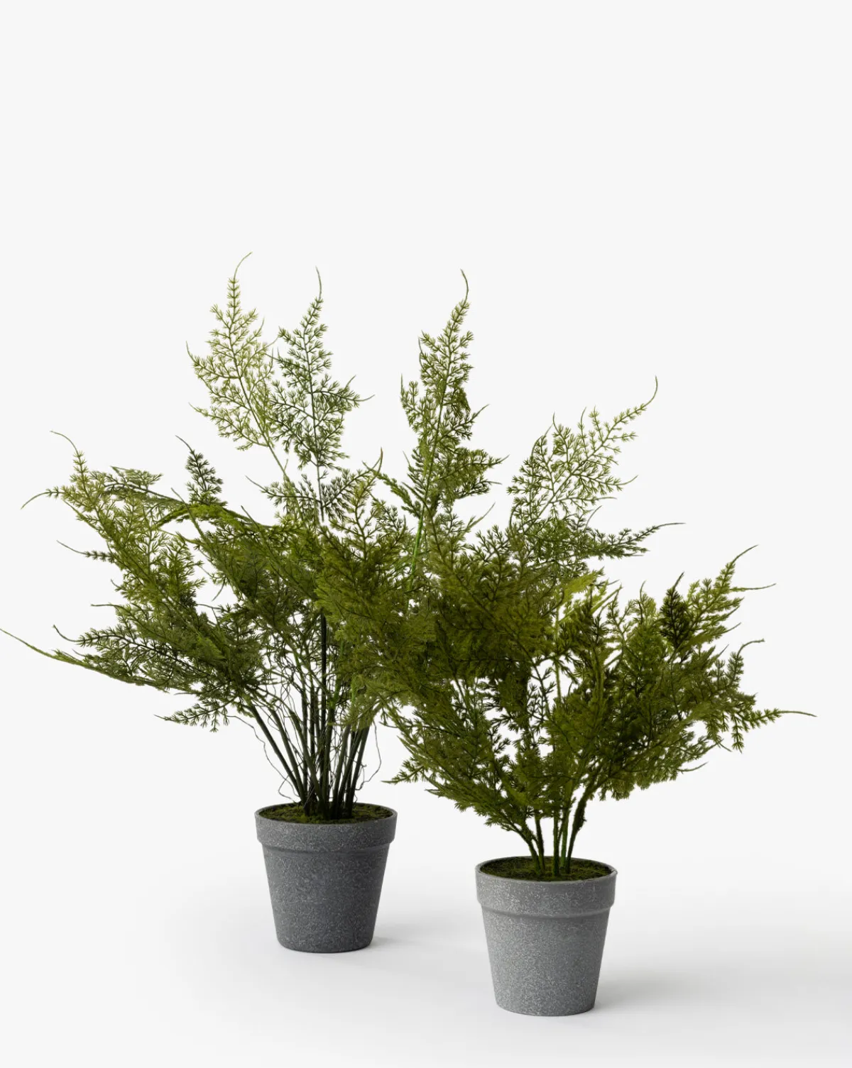 Plumosa Fern Drop-In|Napa Home & Garden Clearance