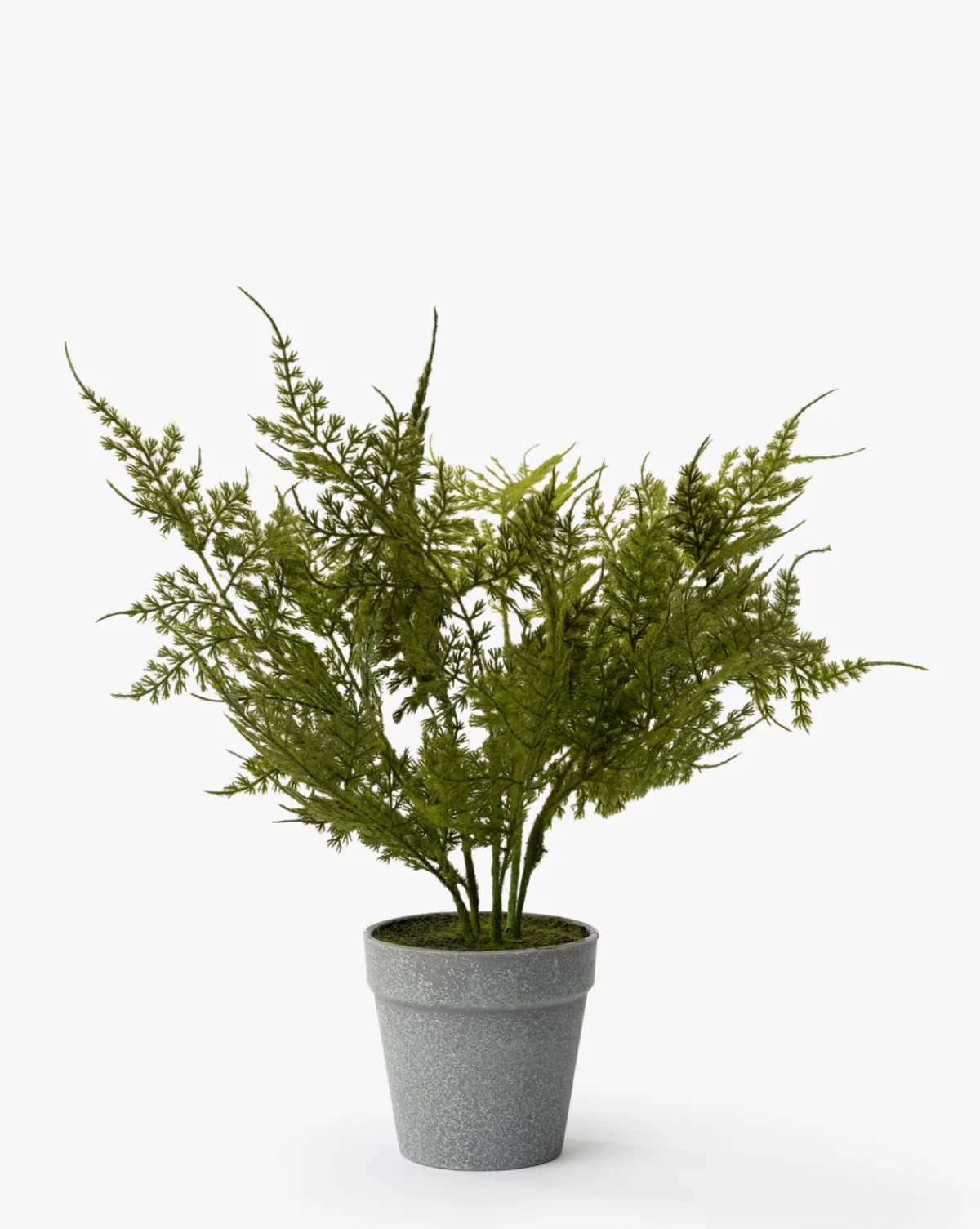 Plumosa Fern Drop-In|Napa Home & Garden Clearance