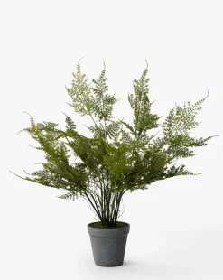 Plumosa Fern Drop-In|Napa Home & Garden Clearance
