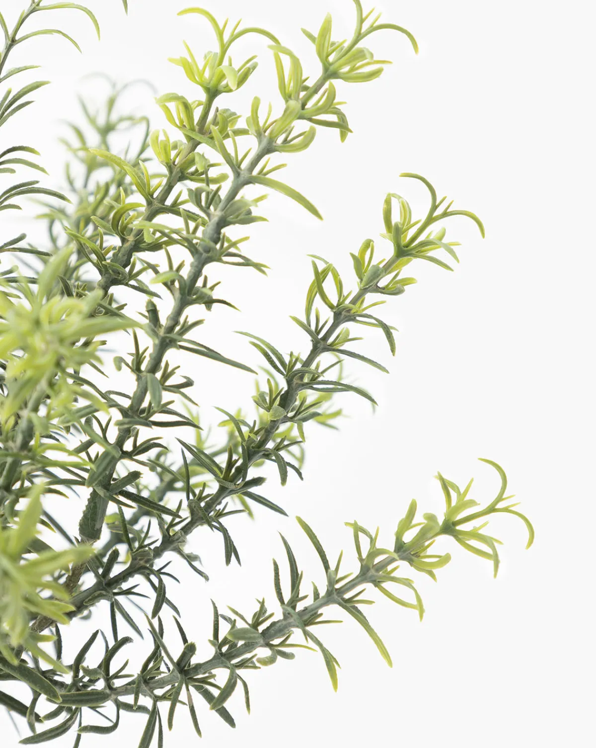 Potted Faux Rosemary Topiary|UCP INTERNATIONAL COMPANY LIMITED Sale