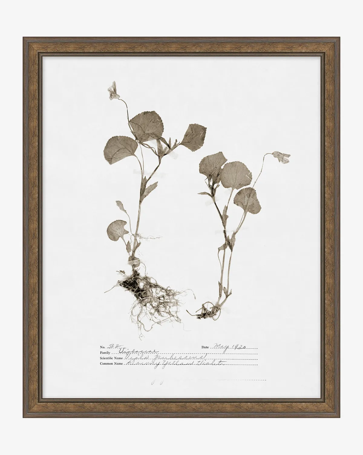 Subdued Botanicals II|Art Headquarters, LLC DBA Wendover Art Group DBA Kevin O'Brien Studio