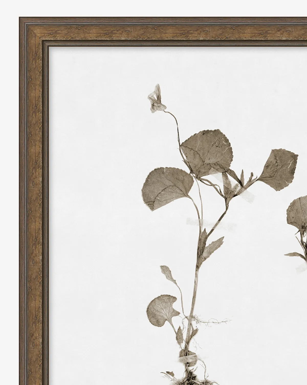 Subdued Botanicals II|Art Headquarters, LLC DBA Wendover Art Group DBA Kevin O'Brien Studio