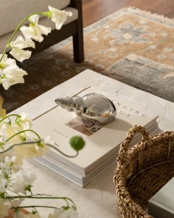 Tulip Shell|Brassex Sale